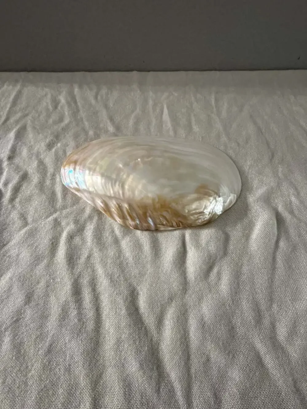 Natural Mother of Pearl Clam Shell Decorative Dish Bowl